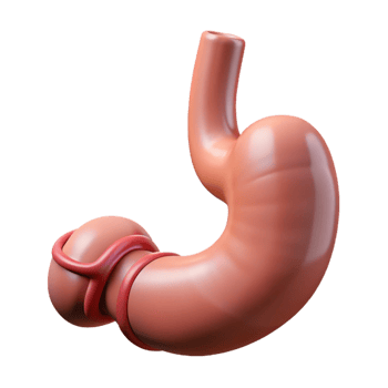 3D Render Human Stomach Anatomy Illustration png
