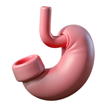 3D Render of Human Stomach Illustration png