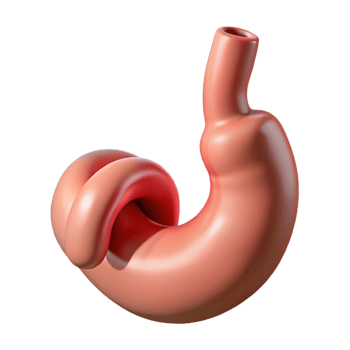 Isometric Rendered Twisted Stomach Anatomy png