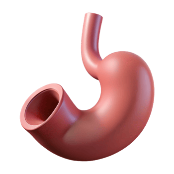 3D Rendered Human Stomach Model png