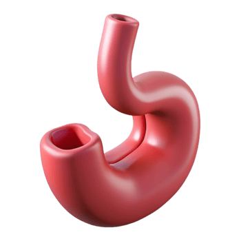 Isometric Stomach Organ Illustration png