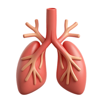 3D Cartoon Lung Illustration png