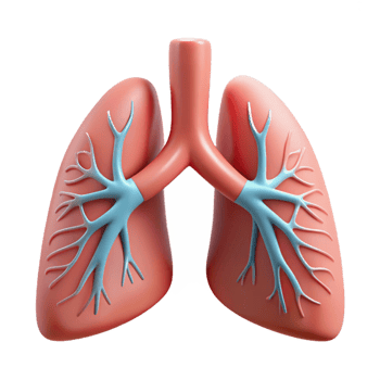 Human Lungs Isometric Illustration png