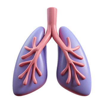 Isometric Rendered Lungs Anatomy Illustration png