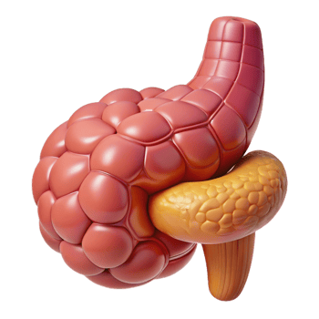 Isometric Model of the Pancreas png
