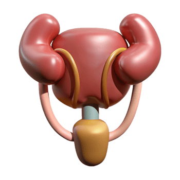 Isometric Illustration of Human Urinary System png