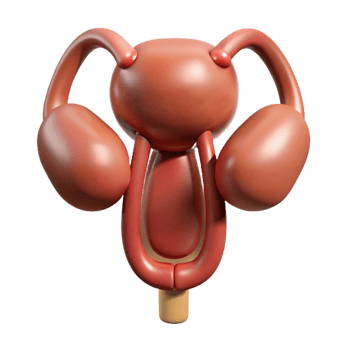 3D Render Female Reproductive System Illustration png