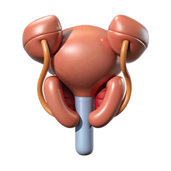 Isometric Rendered Organ Anatomy Illustration png