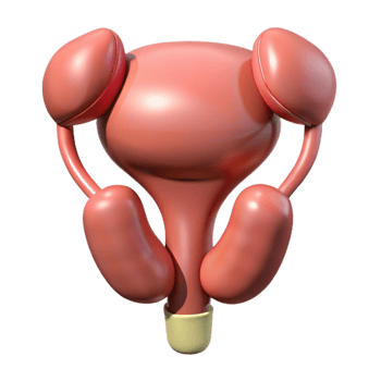 3D Illustration of Human Reproductive System png