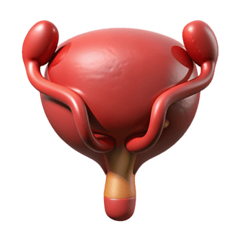 3D Render of a Human Body Organ png