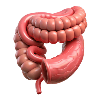 Isometric Model of Human Intestines png
