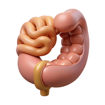 3D Illustration of Intestine Anatomy png