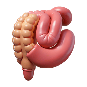 Isometric Rendered Human Intestines png