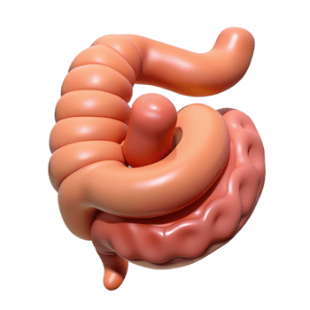 Isometric Rendered Intestine Anatomy png