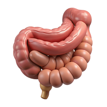 3D Render of the Human Intestine png