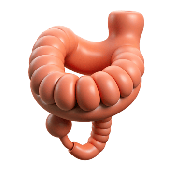 Isometric Illustration of the Human Intestine png