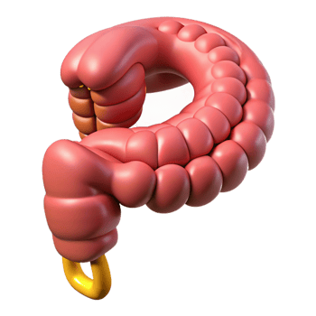 3D Render of an Intestine png