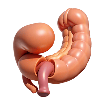 3D Cartoon Stomach Illustration png