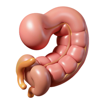 3D Rendered Intestine Model png