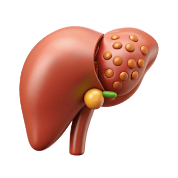 Isometric Render of Human Liver with Gallbladder png