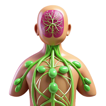 3D Illustration of Human Lymph Nodes png