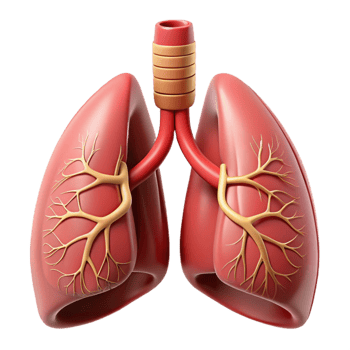 3D Model of Human Lungs png
