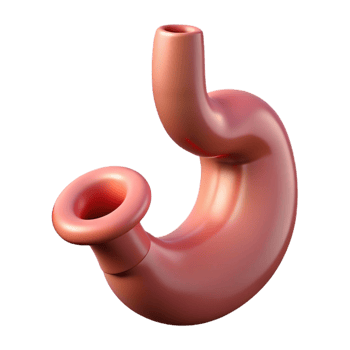 3D Stomach Model Anatomy Illustration png
