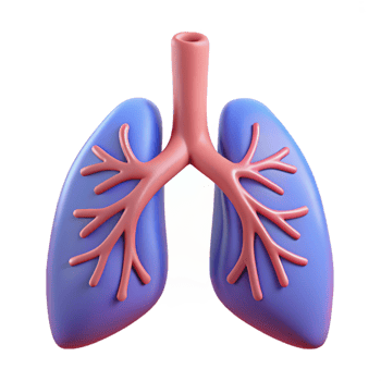 3D Illustration of Lungs png