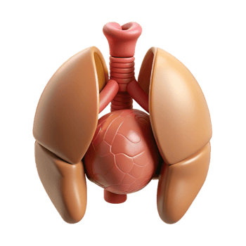 3D Model Lungs and Trachea Illustration png