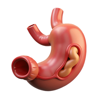 Medical visualization of human stomach png