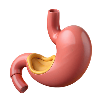 Stomach anatomy showing internal organs png