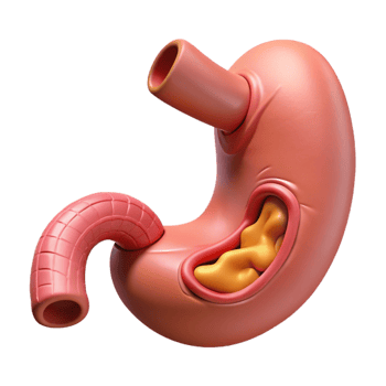 Stomach organ with digestive tube png