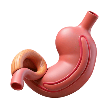 Stomach anatomy showing internal organ png