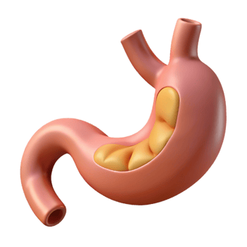 3D human stomach anatomy model png