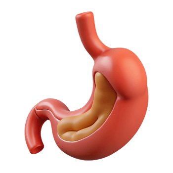 Realistic stomach with internal structure png