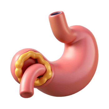 Anatomical stomach with detailed esophagus png