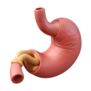 Human stomach with digestive system png