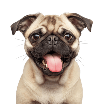stuck out tongue, winking eyes dog isolated on white background png