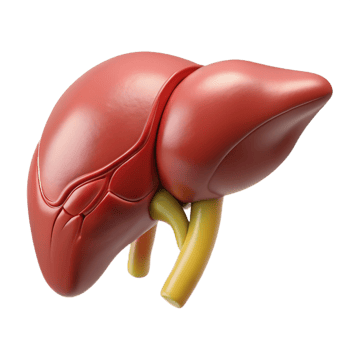 Isometric Illustration of a Human Liver png