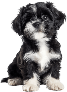 Adorable Black and White Lhasa Apso Puppy Small Dog Cute Pet Studio Shot png