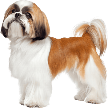 Adorable Shih Tzu Dog Breed Brown and White Fur Studio Shot Pet Portrait png