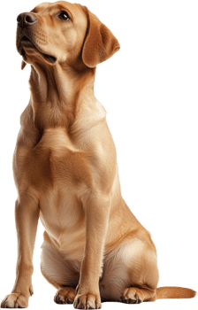 Adorable Golden Labrador Retriever Puppy Sitting Studio Shot Dog Portrait png