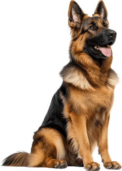 Majestic German Shepherd Dog Sitting Studio Shot Long Coat Canine Portrait png