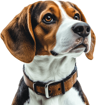Adorable Beagle Puppy Portrait Brown and White Dog Close Up Pet Canine png