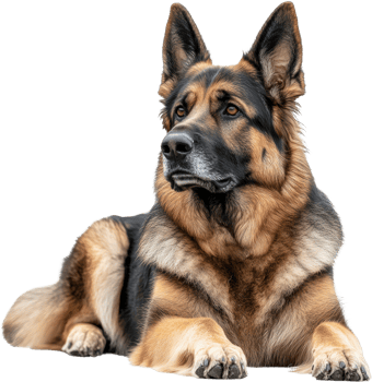 Majestic German Shepherd Dog Lying Down Alert and Attentive Beautiful Fur png