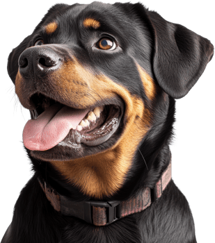 Happy Rottweiler Dog Portrait Close Up Black and Tan Canine Pet png