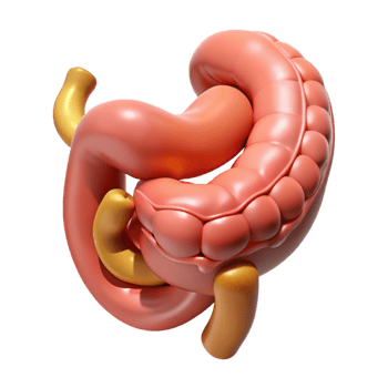 Isometric Illustration of Human Intestines png