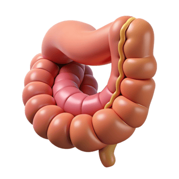 Isometric Render of Intestine Anatomy png