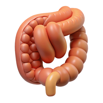 3D Rendered Intestine Illustration png