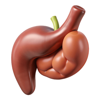 Isometric Render of Human Digestive System png